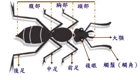 螞蟻介紹